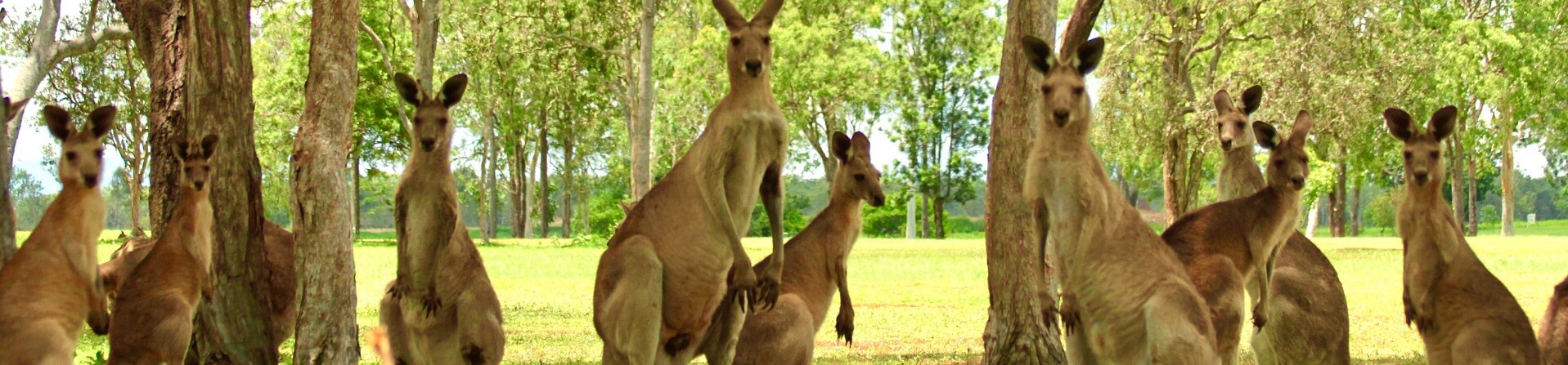 Are there kangaroos in Sydney?